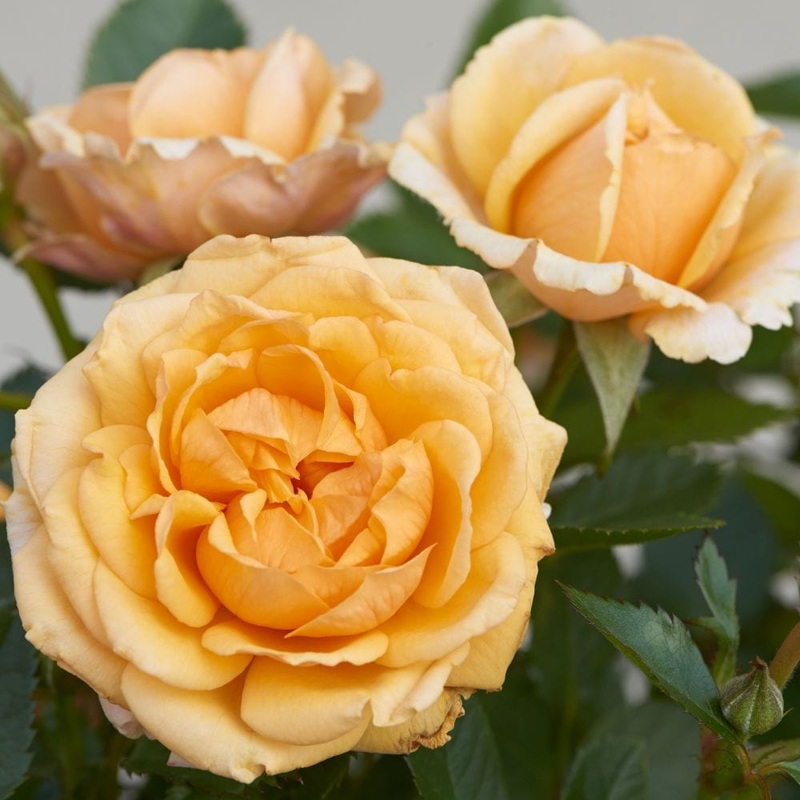 ‘Parade Radmila’ Patio Shrub Rose