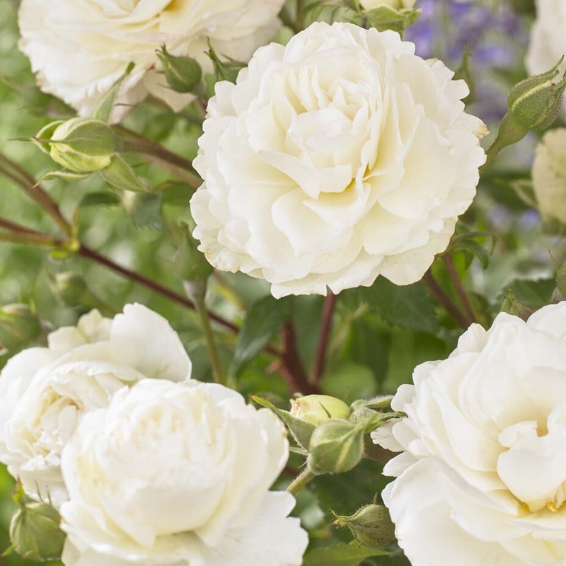 ‘Pearl Celebration’ Hybrid Tea Rose