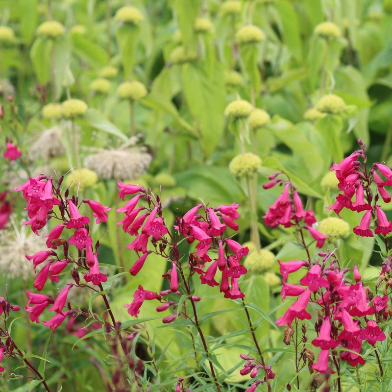 Penstemon ‘Garnet’