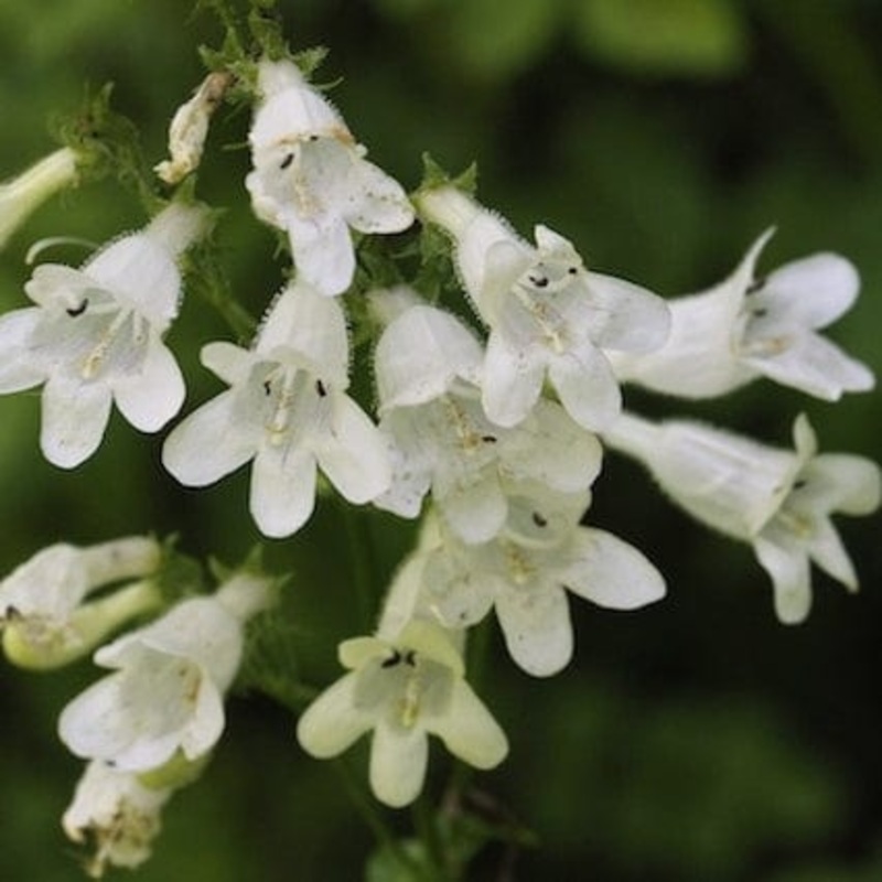 Penstemon ‘Pensham Wedding Day’