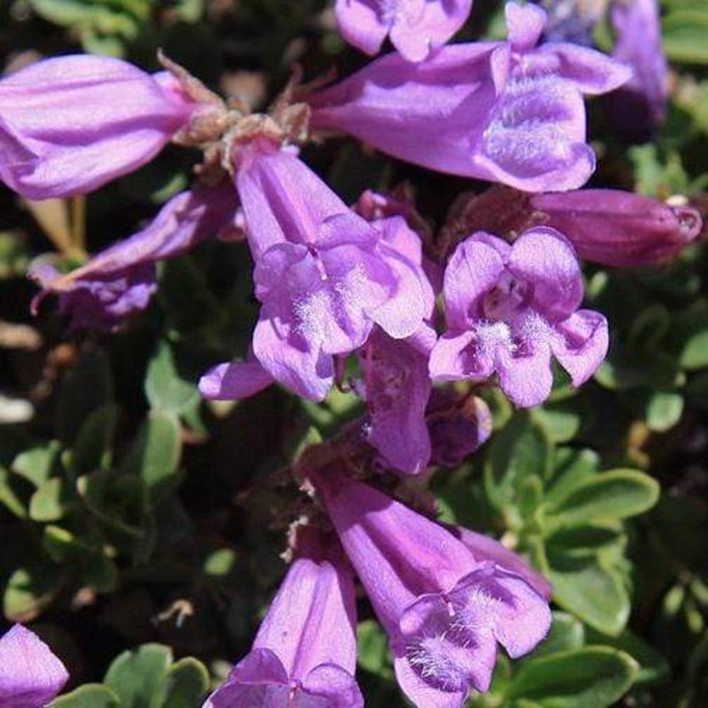 Penstemon ‘Sour Grapes’