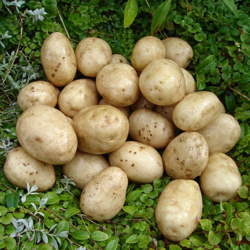 ‘Pentland Javelin’ First Early Seed Potatoes