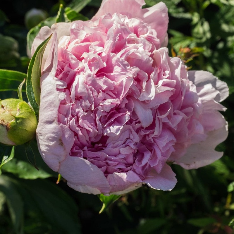 Peony ‘Sorbet’