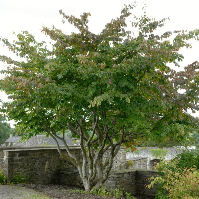 Persian Ironwood Tree | Parrotia persica