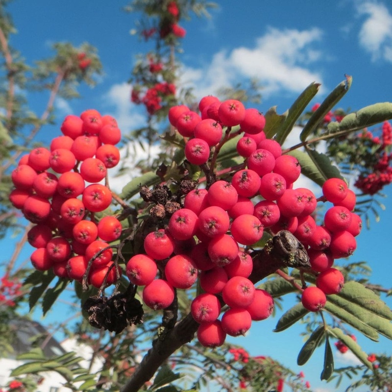 Pink Berried Mountain Ash Tree | Sorbus ‘Eastern Promise’