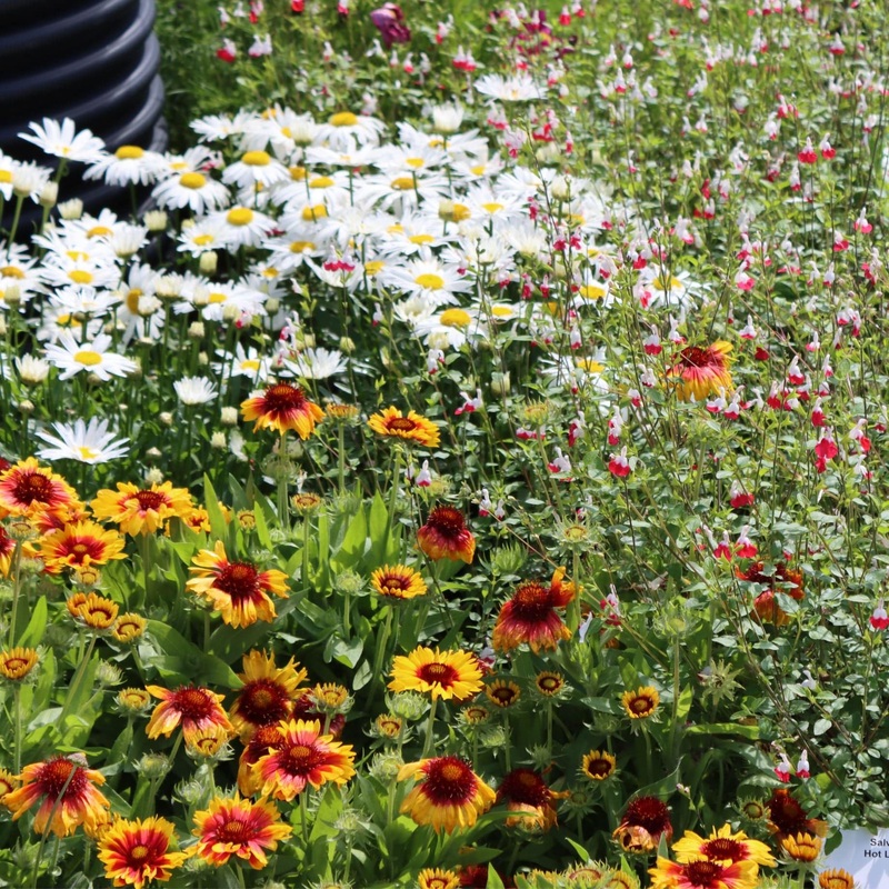 Plants for Butterflies and Bees | Perfect for Pollinators
