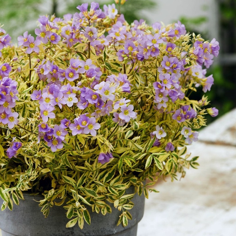 Polemonium ‘Golden Feathers’