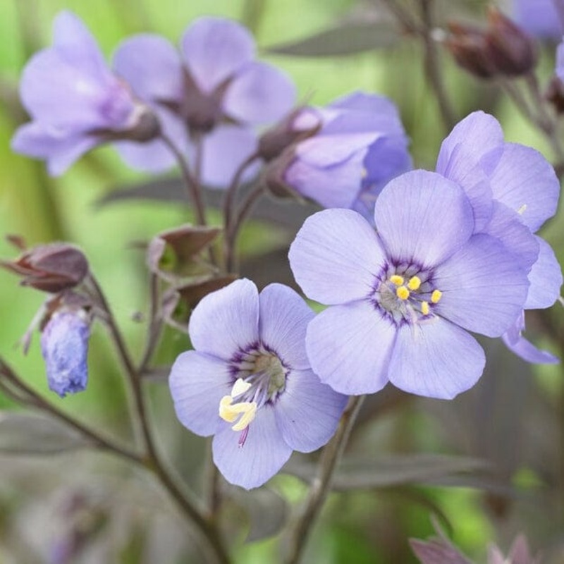 Polemonium ‘Heaven Scent’