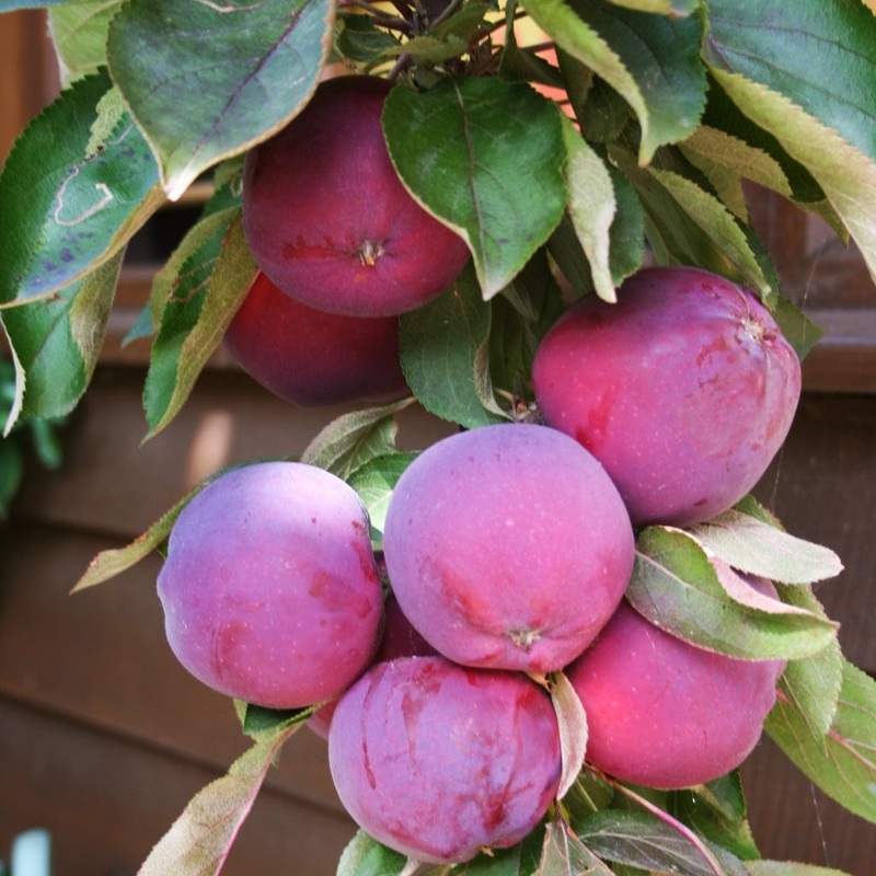 ‘Purple Haze’ Columnar Patio Apple Tree