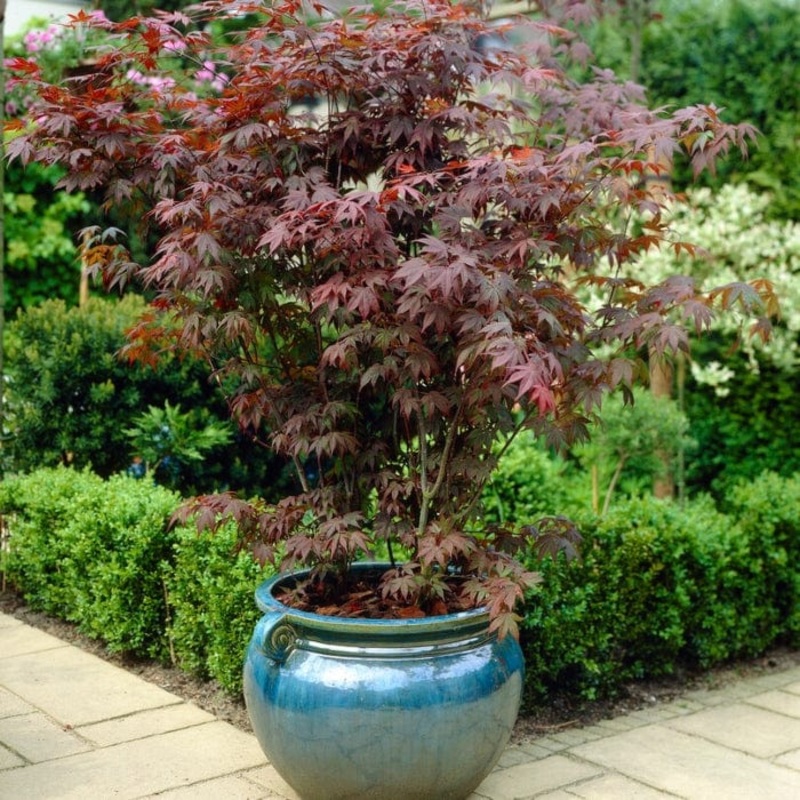 Purple Japanese Maple Tree | Acer palmatum ‘Atropurpureum’