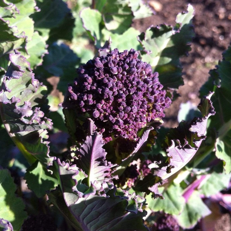 Purple Sprouting Broccoli Plants Strip of 8 Plants