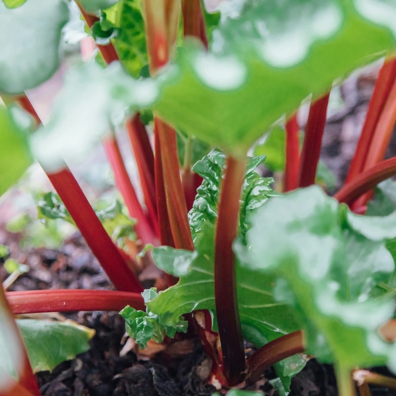 ‘Raspberry Red’ Rhubarb Plant