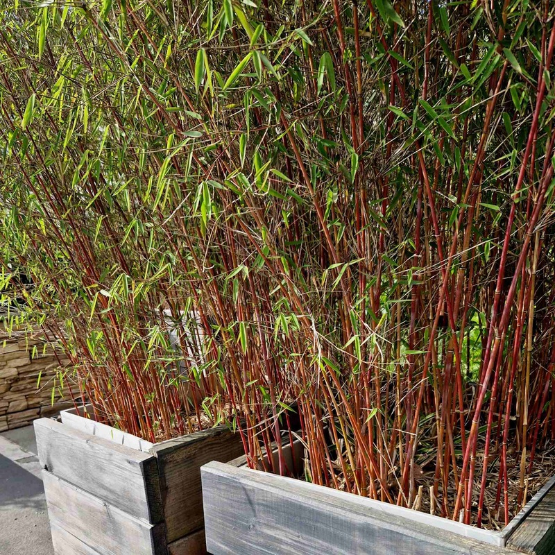 Red Bamboo | Fargesia scabrida ‘Asian Wonder’