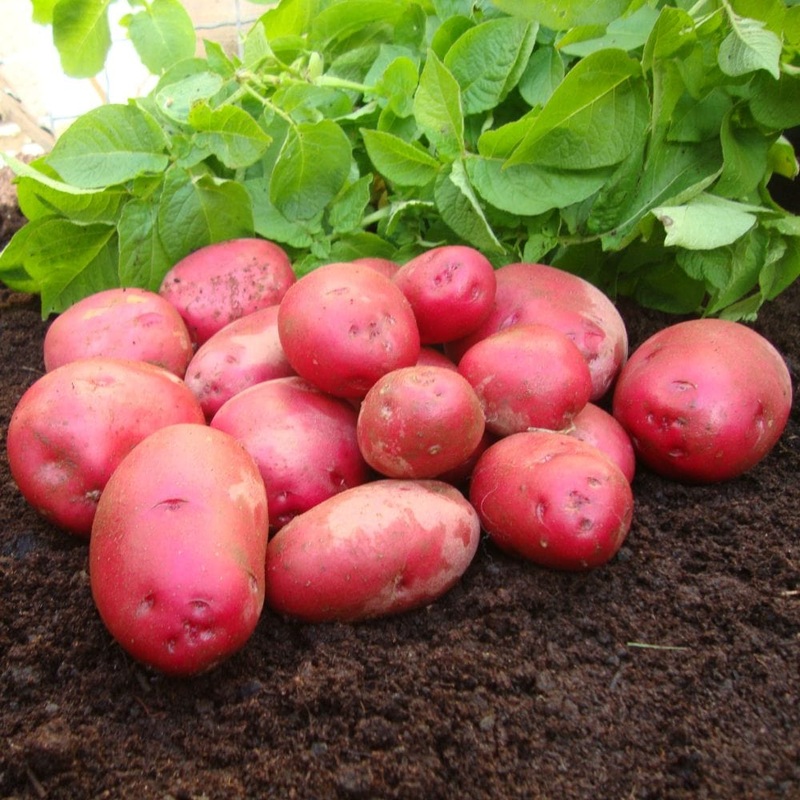 ‘Red Duke Of York’ First Early Seed Potatoes