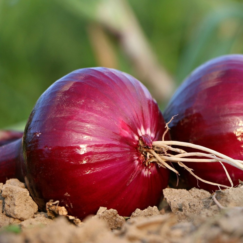 Red Onion Plants Strip of 32 Plants