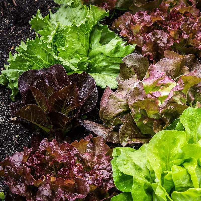 ‘Red Salad Bowl’ Lettuce Plants Strip of 6 Plants