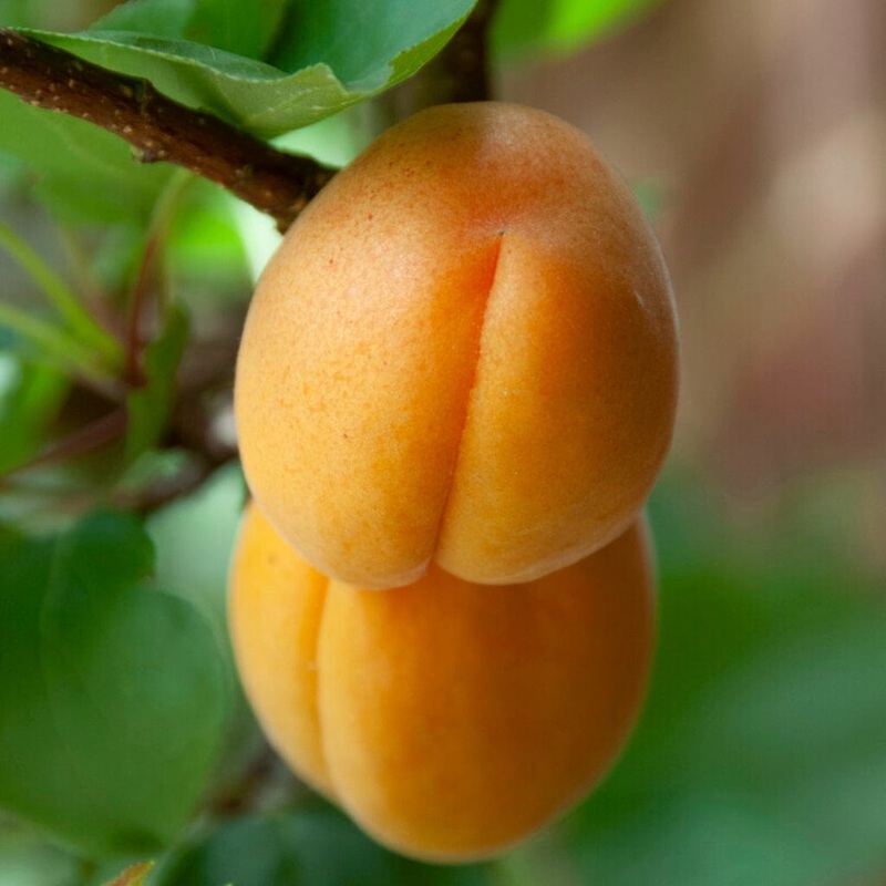 ‘Rochester’ Peach Tree