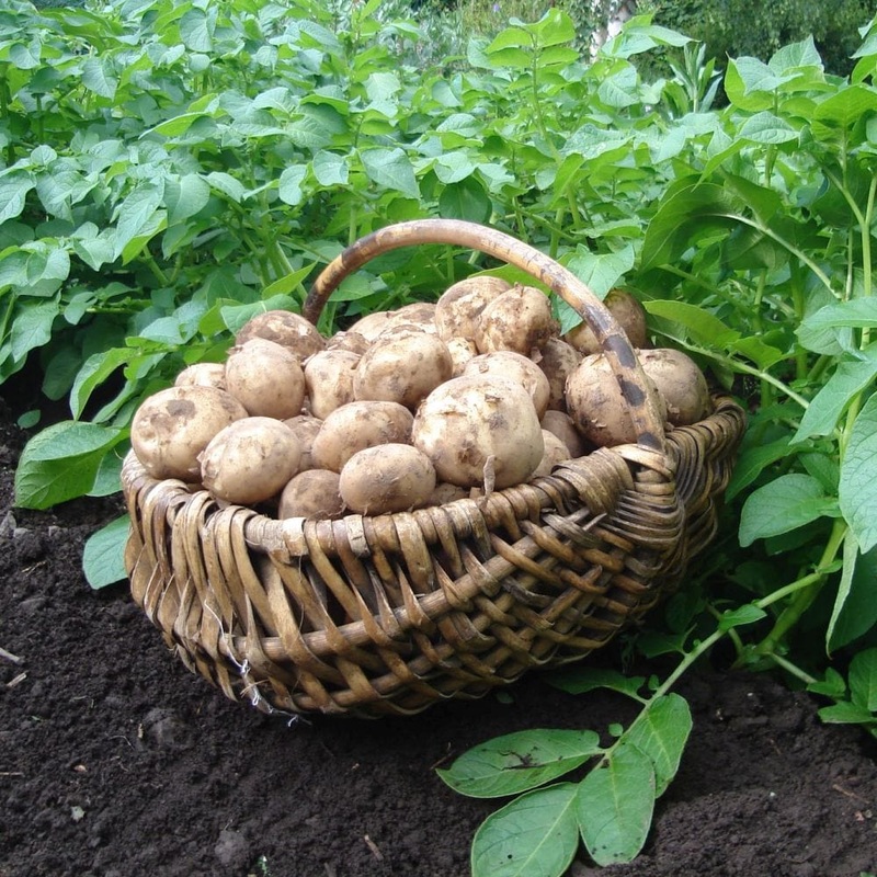 ‘Rocket’ First Early Patio Seed Potatoes