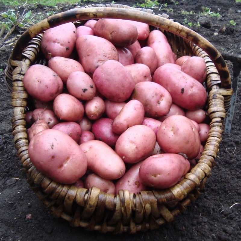 ‘Rooster’ Maincrop Seed Potatoes