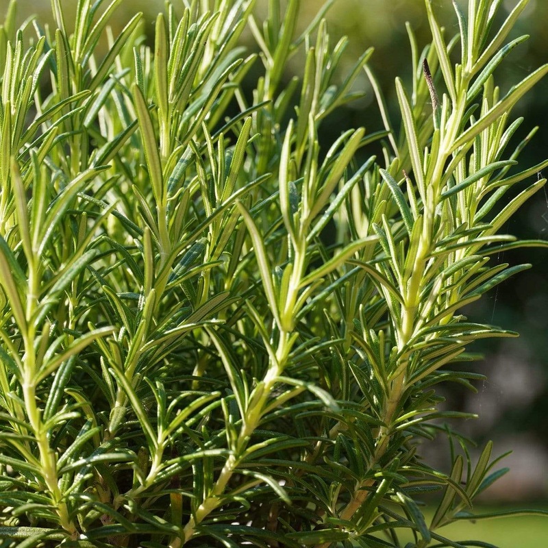 Rosemary Plants Garden-Ready Plant in an 8.5cm Pot