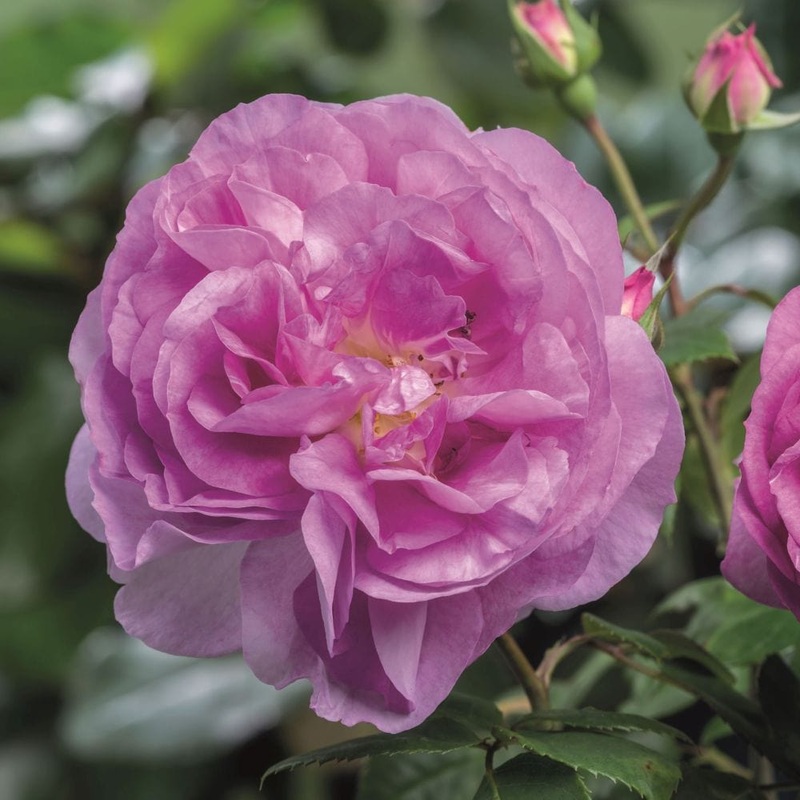 ‘Saphir’ Shrub Rose