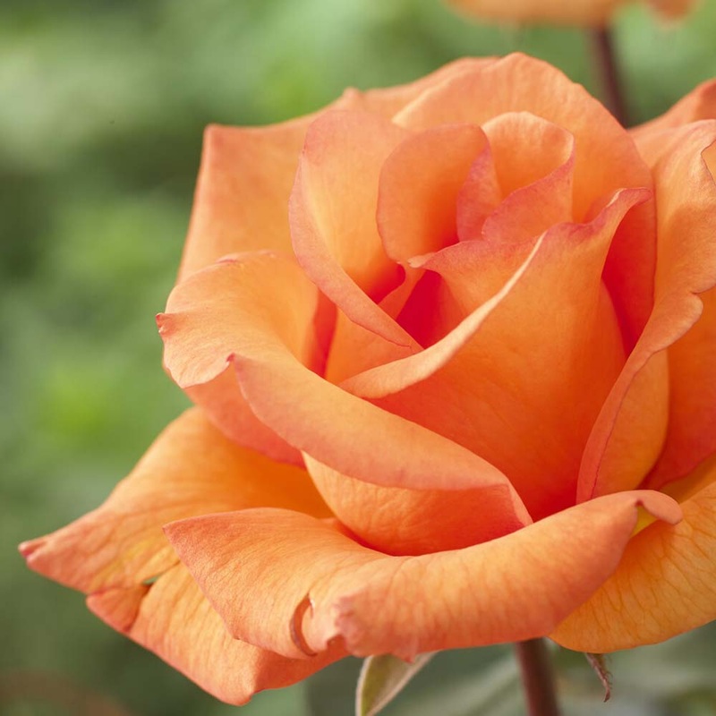 ‘Scent from Heaven’ Climbing Rose