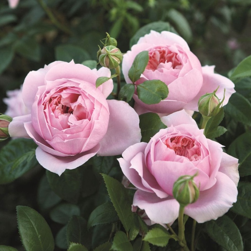 ‘Schhne Maid’ Hybrid Tea Rose