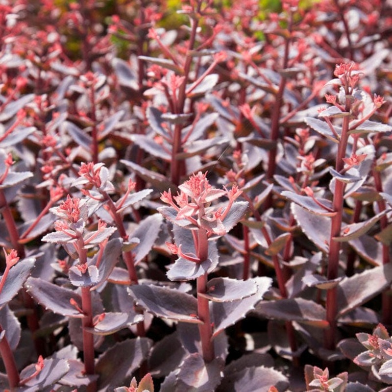 Sedum ‘Chocolate Cherry’