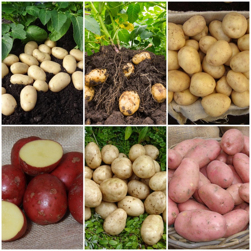 Seed Potato Starter Pack | Ideal for Beginners | Growers’ Choice