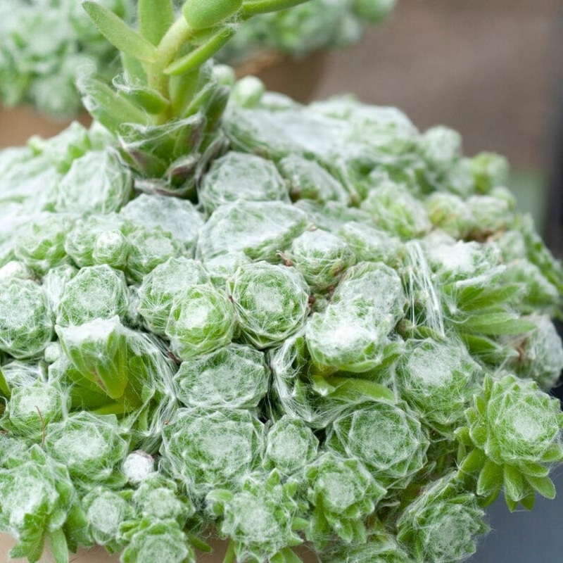 Sempervivum ‘Arctic White’