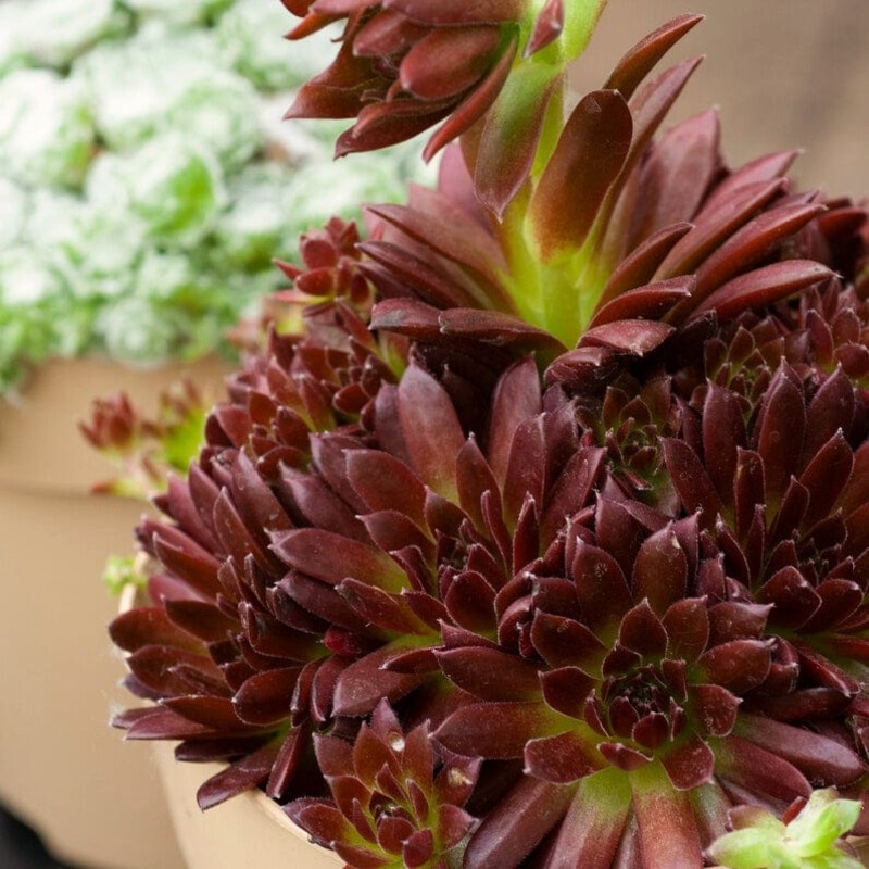 Sempervivum ‘Coral Red’
