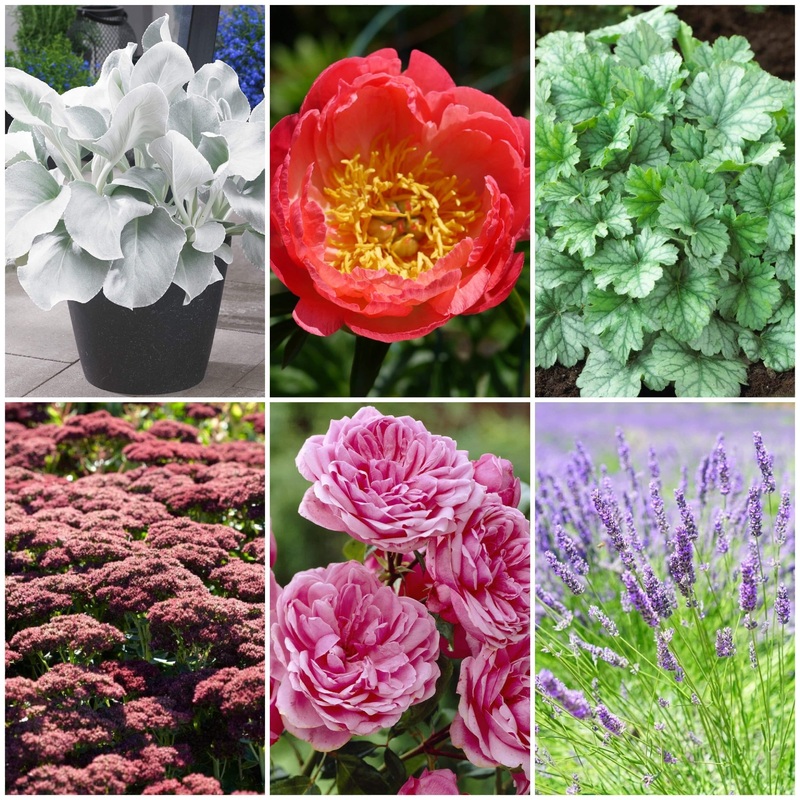 Sensory Garden Plants | Tactile, Bright & Fragrant