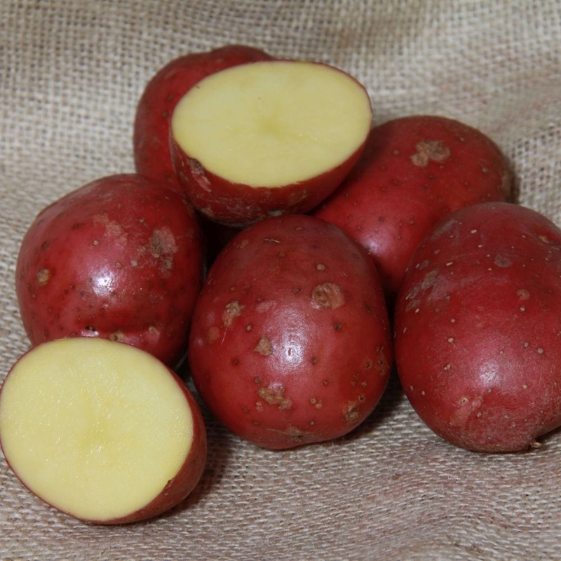‘Setanta’ Maincrop Seed Potatoes