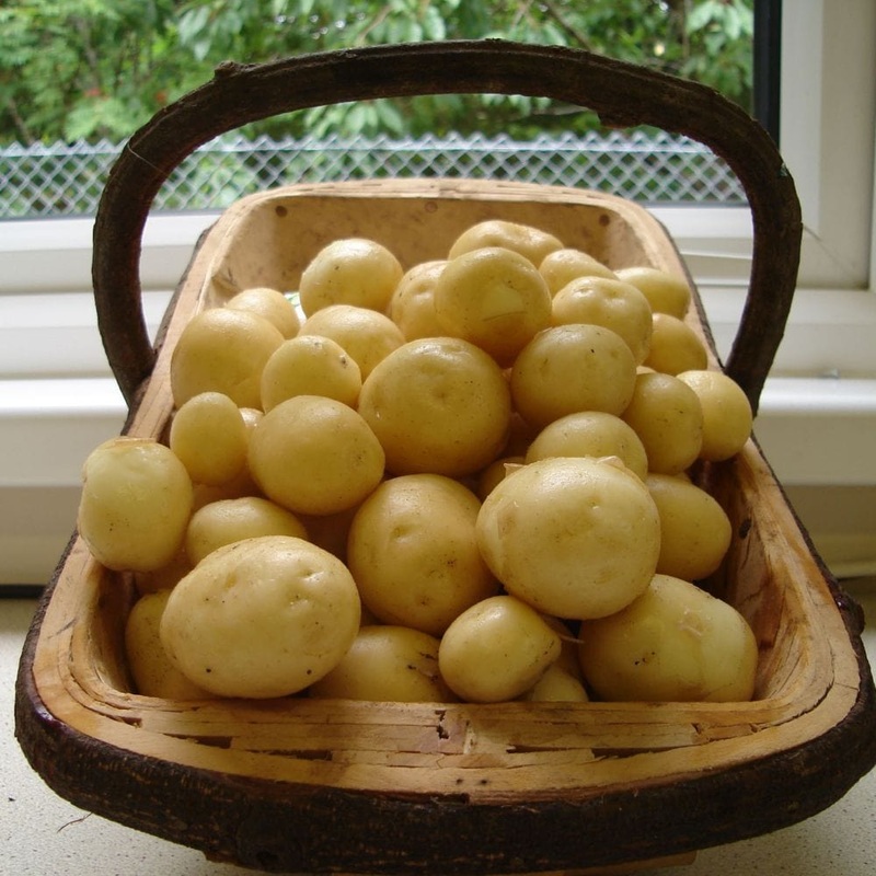 ‘Sharpe’s Express’ First Early Seed Potatoes