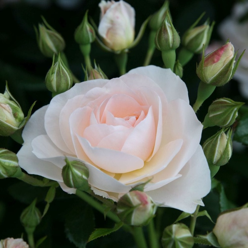‘Sirius’ Bedding Rose