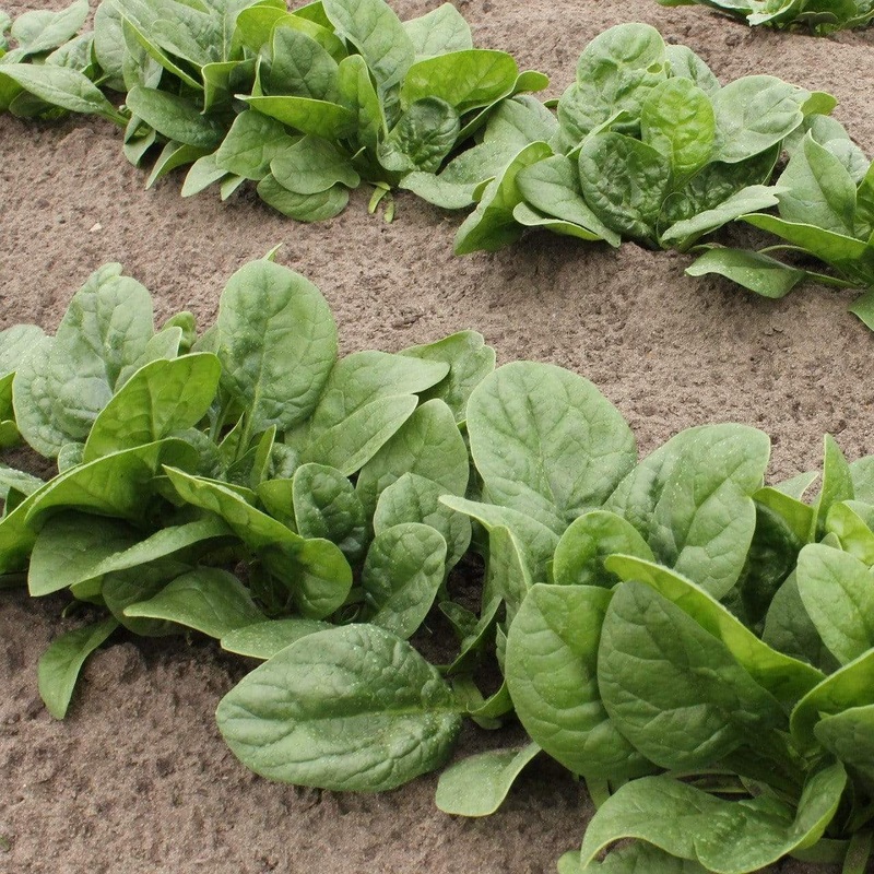 Spinach Plants Strip of 24 Plants