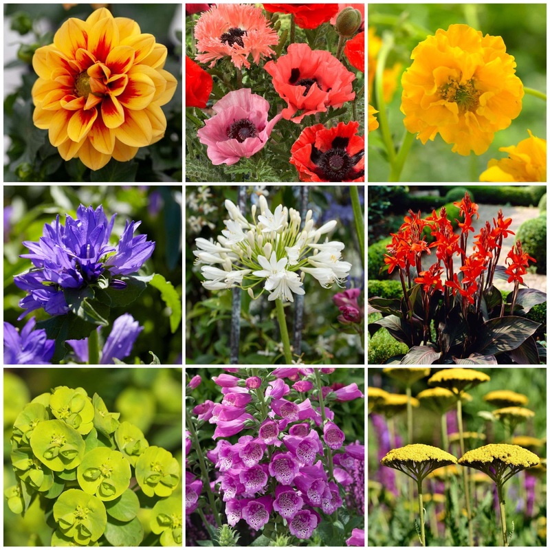 Sun Loving Perennials | Best Plants for Full Sun