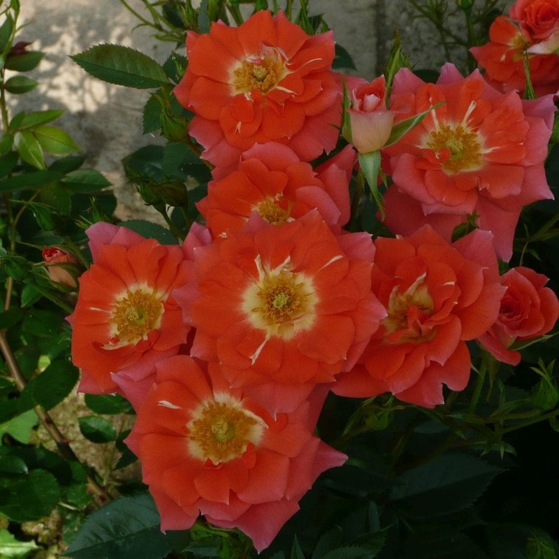 ‘Sunseeker’ Patio Shrub Rose