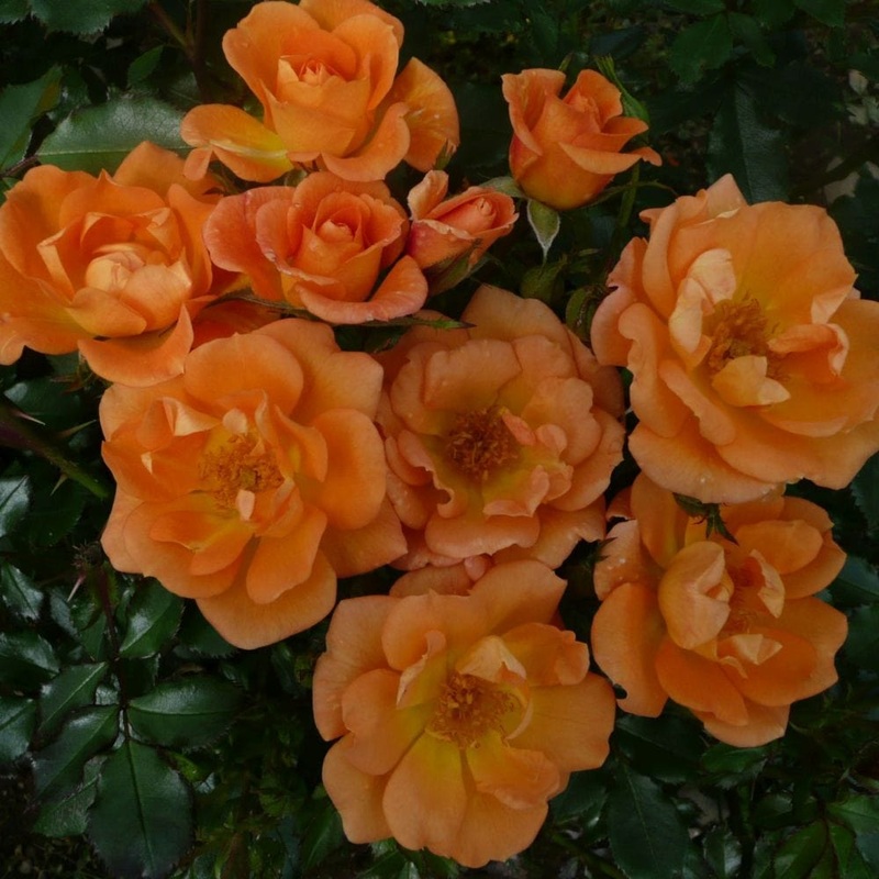 ‘Sweet Magic’ Patio Shrub Rose