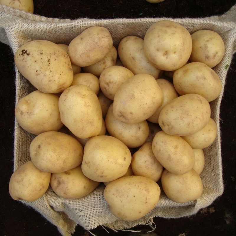 ‘Swift’ First Early Seed Potatoes