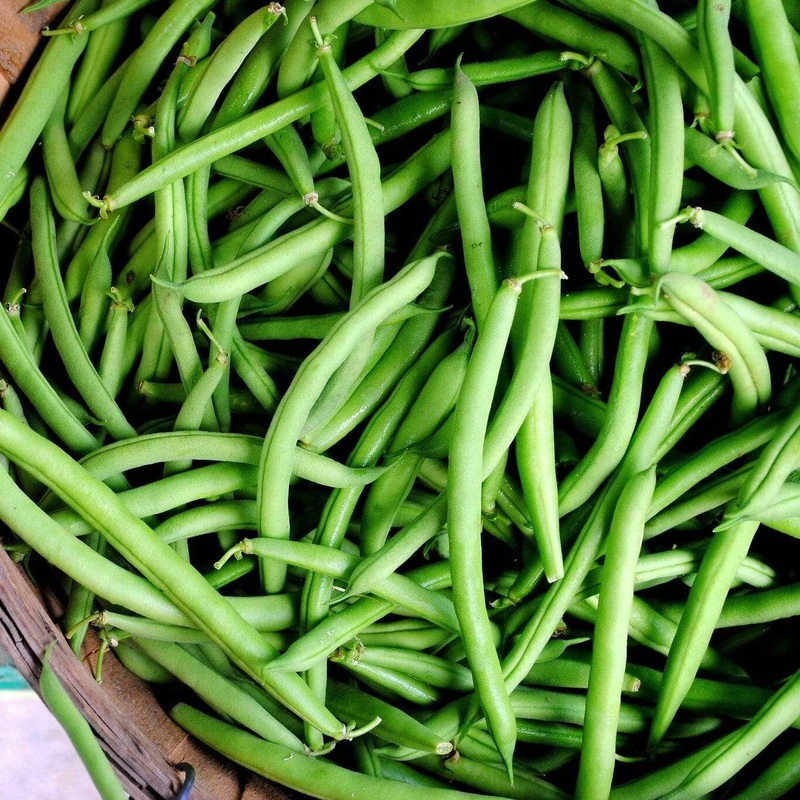 ‘Tendergreen’ Dwarf French Green Bean Plants Strip of 8 Plants