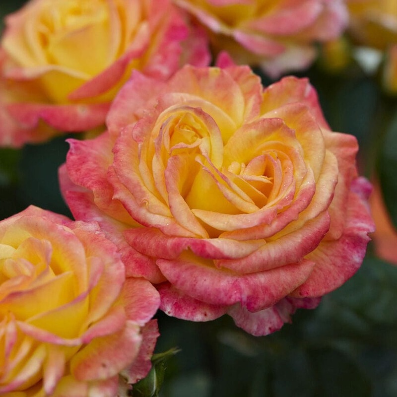 ‘Tequila Sunrise’ Hybrid Tea Rose