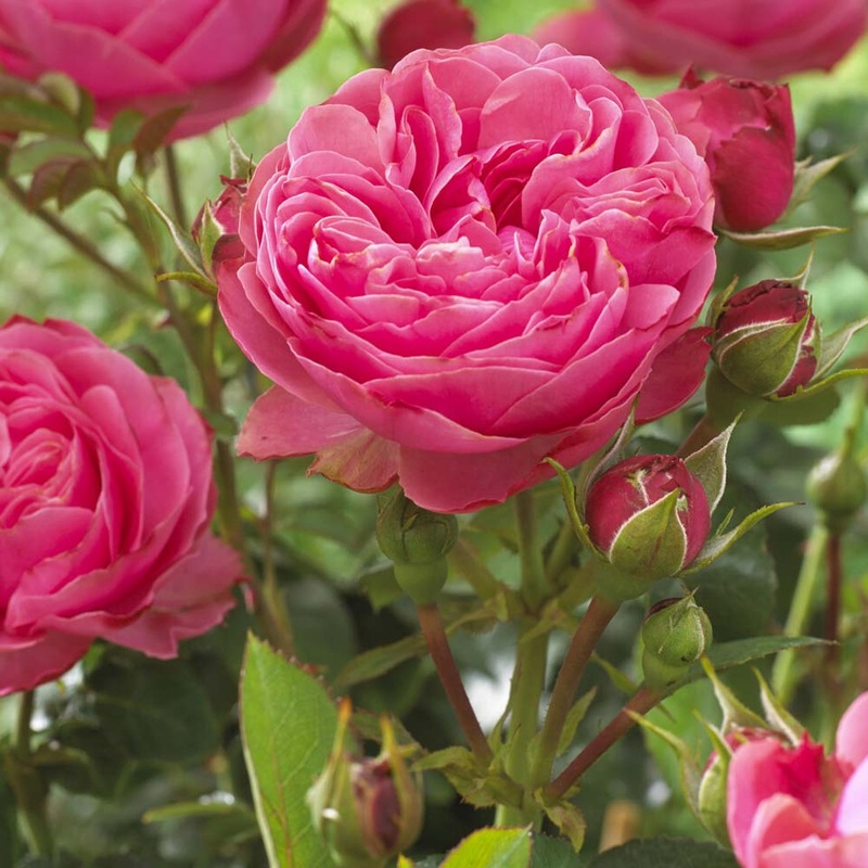 ‘Thank You’ Groundcover Rose