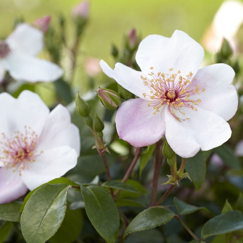 ‘The Charlatan (Sweet Pretty)’ Floribunda Rose