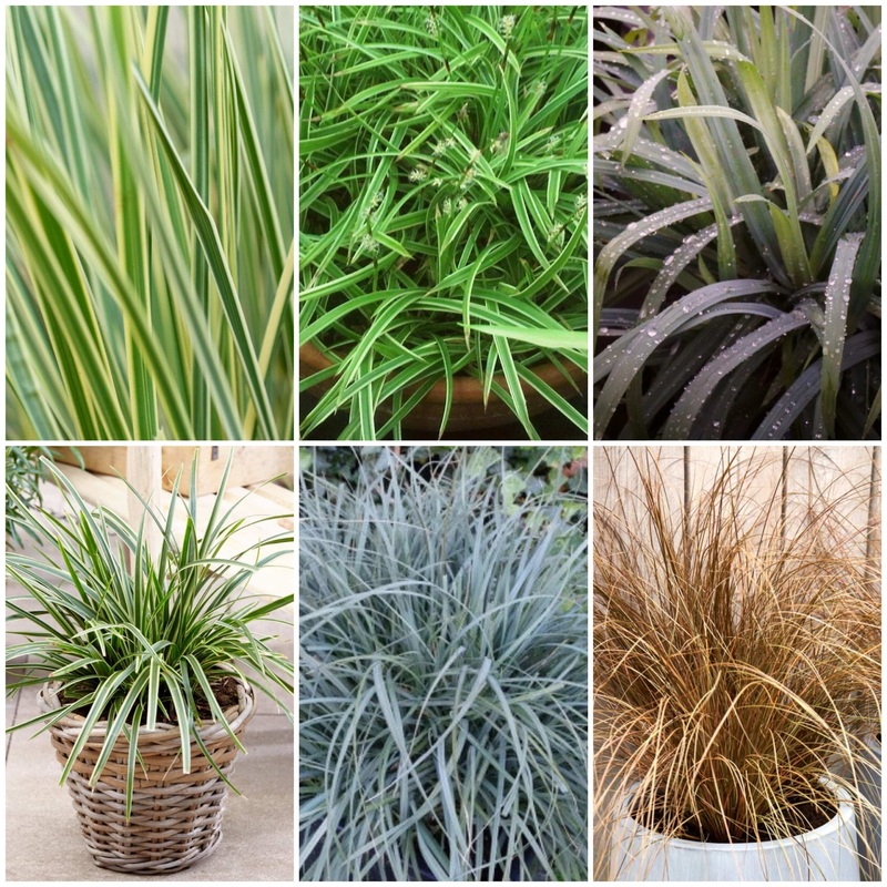 The Ultimate Ornamental Grasses Collection