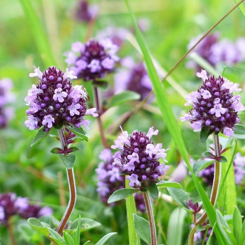Thyme Plants Garden-Ready Plant in an 8.5cm Pot