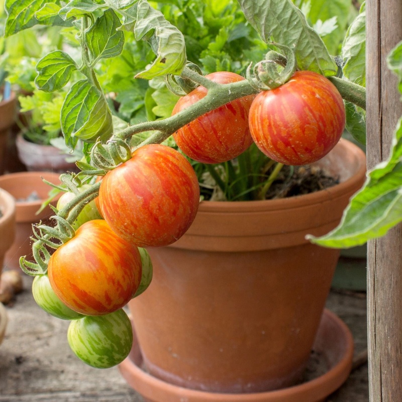 ‘Tigerella’ Tomato Plants Garden-Ready Plant in an 8.5cm Pot
