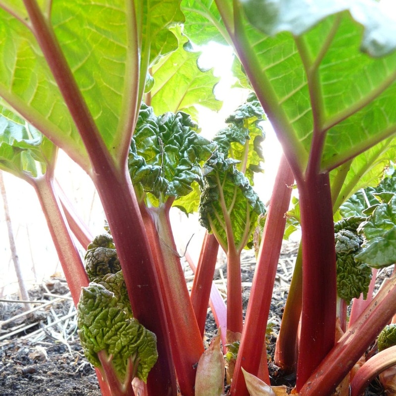 ‘Timperley Early’ Rhubarb Plant