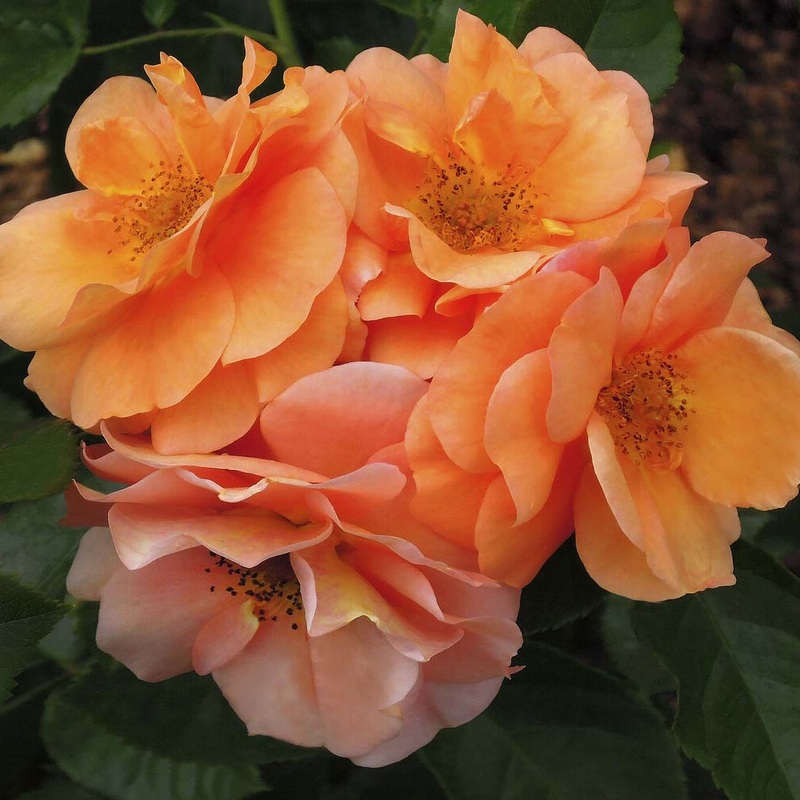 ‘Together Forever’ Floribunda Rose