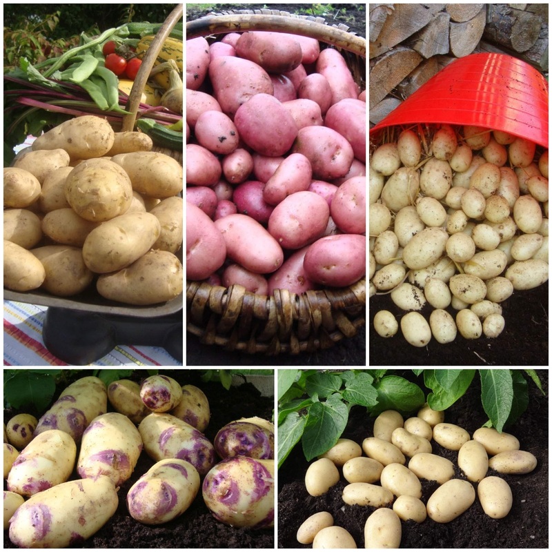 Top Performing Seed Potato Pack | Growers’ Choice